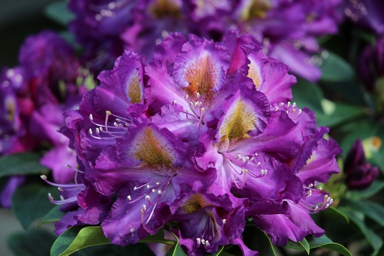 Rhododendron 'Tamarindos'