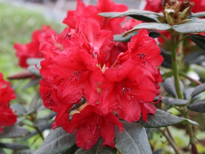 Rhododendron Yakushimanum 'September red' — photo 1