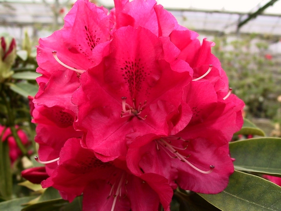 Rhododendron 'Wilgen's Ruby'