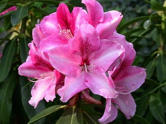 Rhododendron 'Walloper'