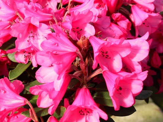 Rhododendron 'Winsome'