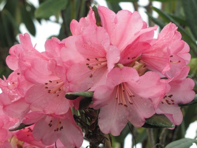 Rhododendron hybride 'Wine and Roses' — photo 1