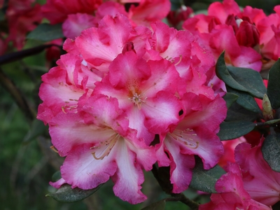 Rhododendron 'Steredenn'