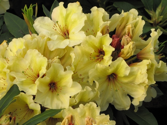 Rhododendron 'Horizon Lakeside'
