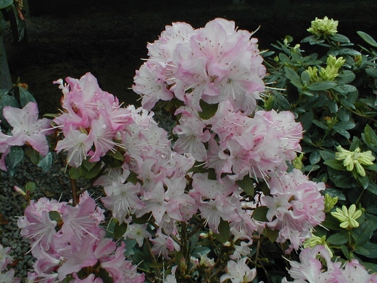 Rhododendron nain 'Anna Baldsiefen'
