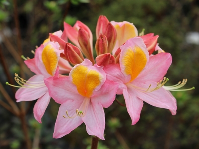 Azalea mollis 'Pompadour'