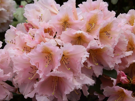 Rhododendron Hybrid 'Gloria'