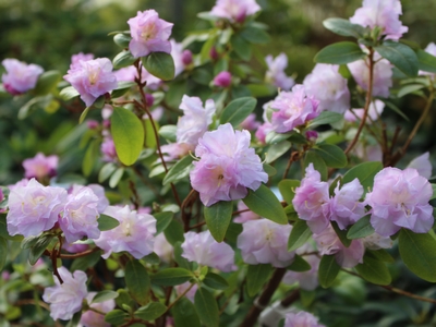 Rhododendron 'dauricum April Reign'