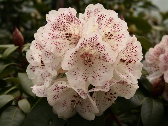 Rhododendron 'Hille'