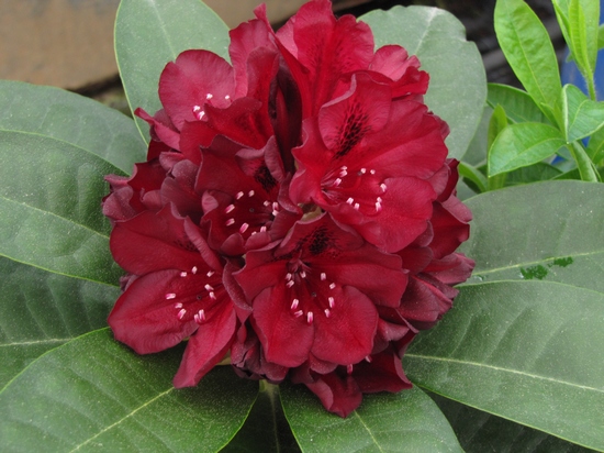 Rhododendron 'Black Widow'