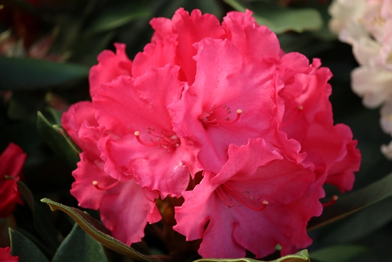 Rhododendron 'Vollblut'