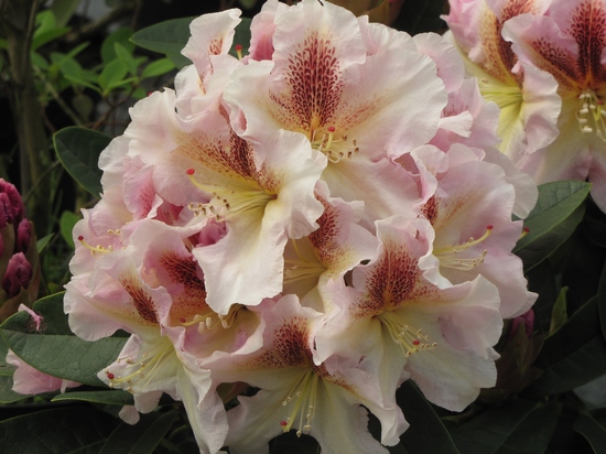 Rhododendron hybride 'Extraordinaire' — photo 1
