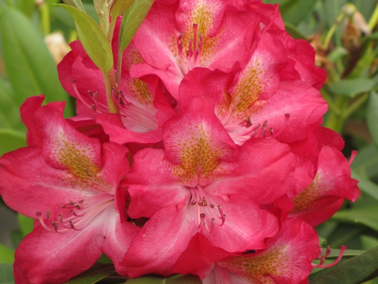 Rhododendron 'Junifeuer'