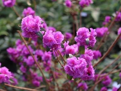 Rhododendron 'dauricum April Rose'