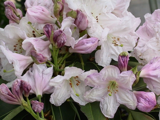 Rhododendron 'Fortunei ssp. Discolor'