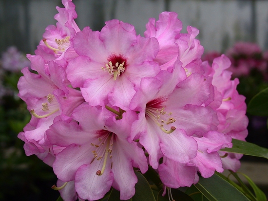 Rhododendron 'Duftauge'