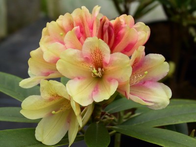 Rhododendron hybride 'Schwefelblume' — photo 1