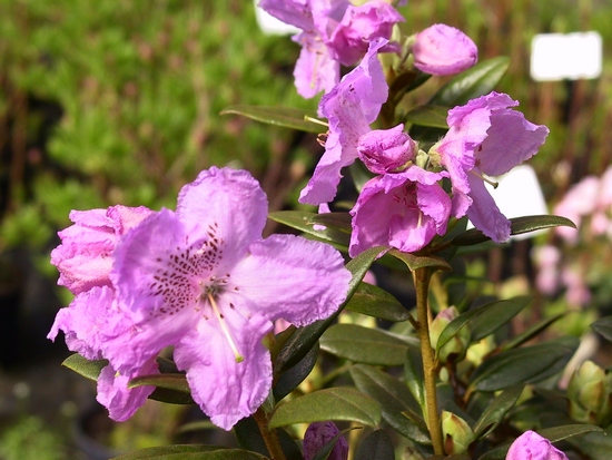 Rhododendron nain 'Lavendula'