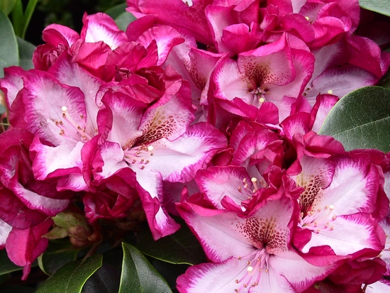 Rhododendron 'Midnight Mystique'