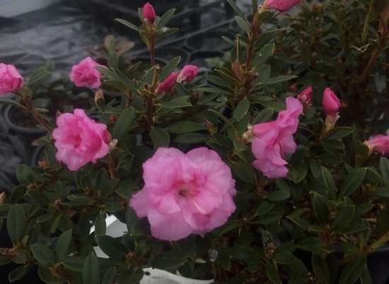 Rhododendron nain 'Jonas Reich' — photo 1