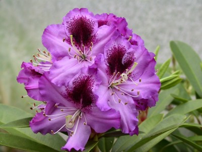 Rhododendron hybride 'Pfauenauge'