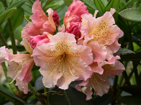 Rhododendron 'Oberpfälzer Sonnenschein
= 'Double soleil''