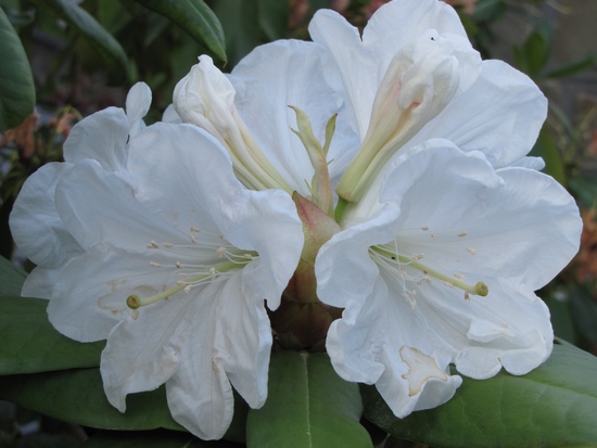 Rhododendron 'Agayon ®'