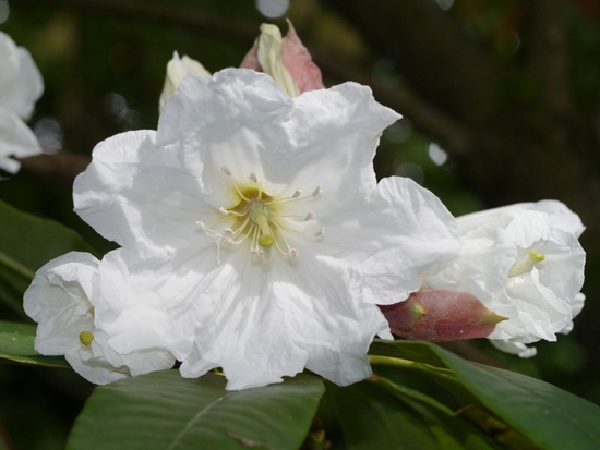 Rhododendron 'Polar Bear (FCC - 1946)'