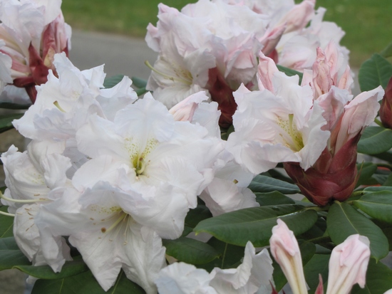 Rhododendron 'Wonderland'