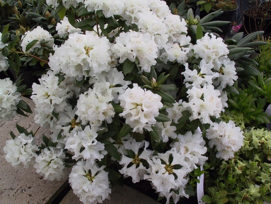 Rhododendron nain 'Dora Amateis'