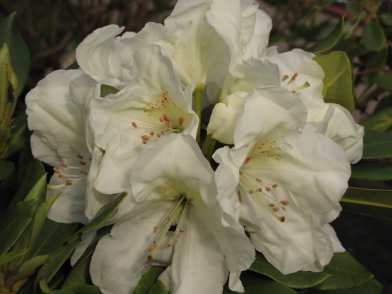 Rhododendron 'Aloumer ®'