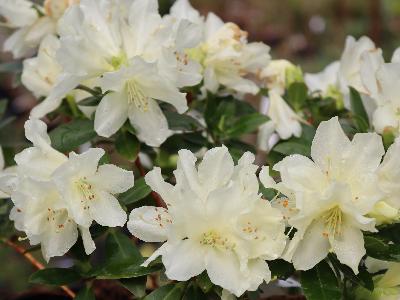 Rhododendron nain 'Golden Wonder'