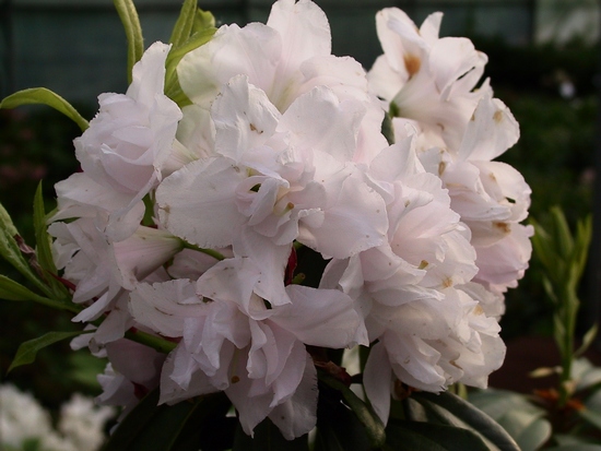 Rhododendron 'Queen Annes'