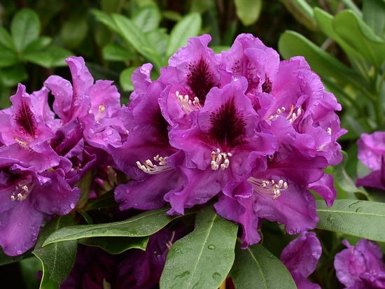 Rhododendron 'Rasputin'