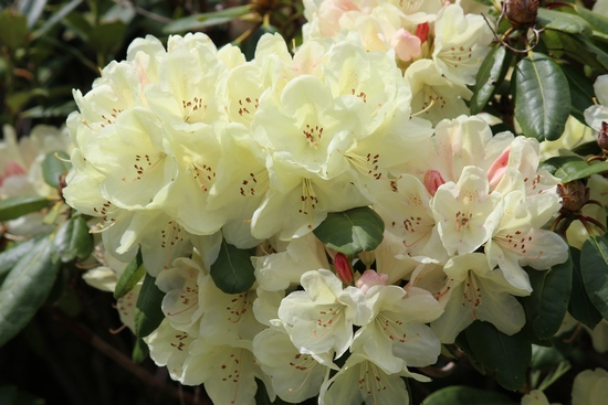 Rhododendron 'Ehrengold'