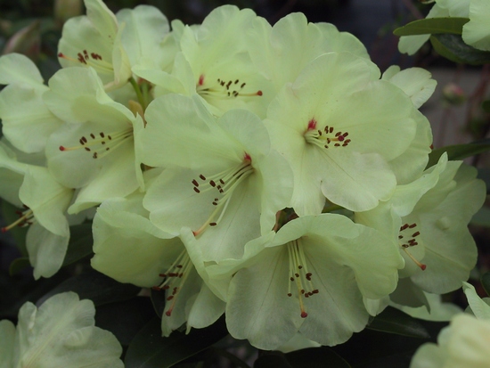 Rhododendron 'Graf Lennart'