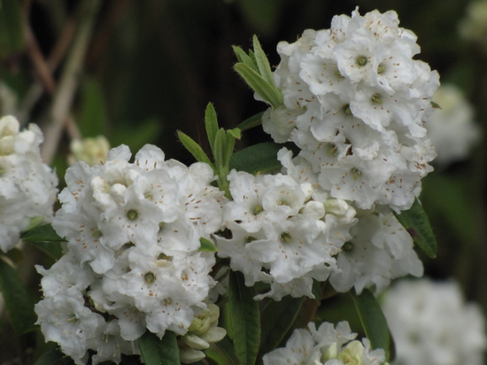 Rhododendron nain 'Artic tern'