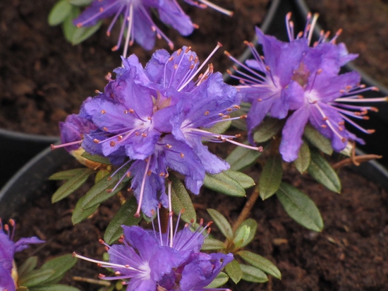 Rhododendron nain 'Azurika' — photo 1