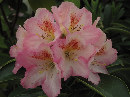 Rhododendron 'Coral Mist'