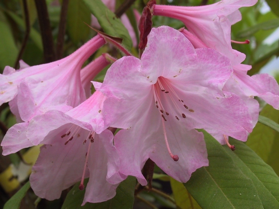 Rhododendron 'Aladdin'