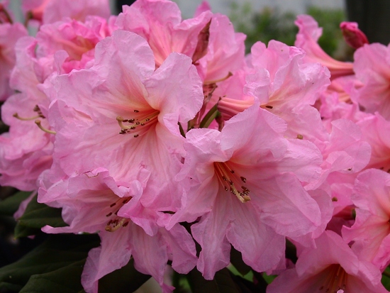 Rhododendron 'Azor'