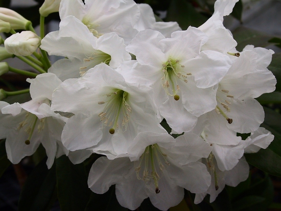 Rhododendron 'Diaprepes'