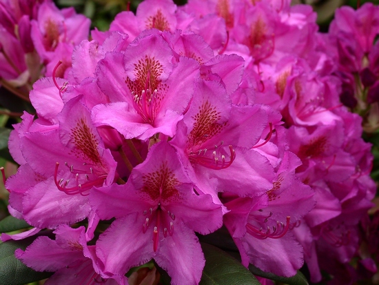 Rhododendron 'Delta'
