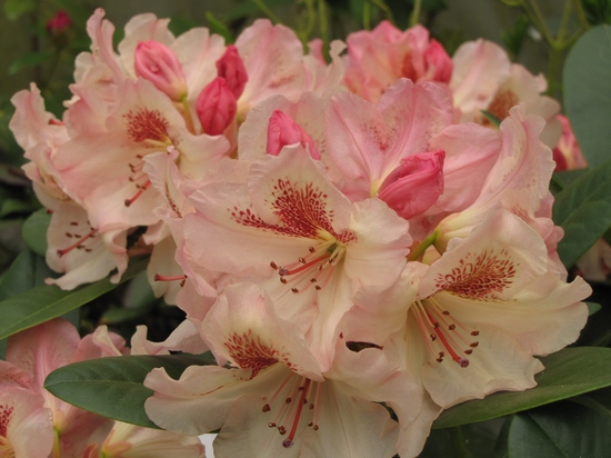 Rhododendron 'Kriemhild'