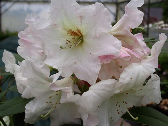 Rhododendron 'Mother Teresa'