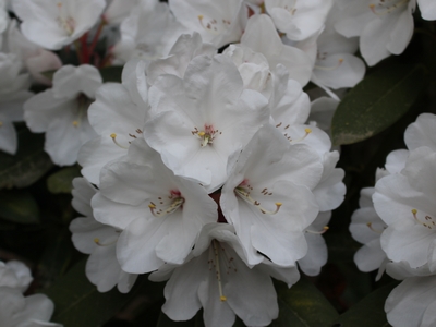 Rhododendron hybride 'Snow Queen' — photo 1