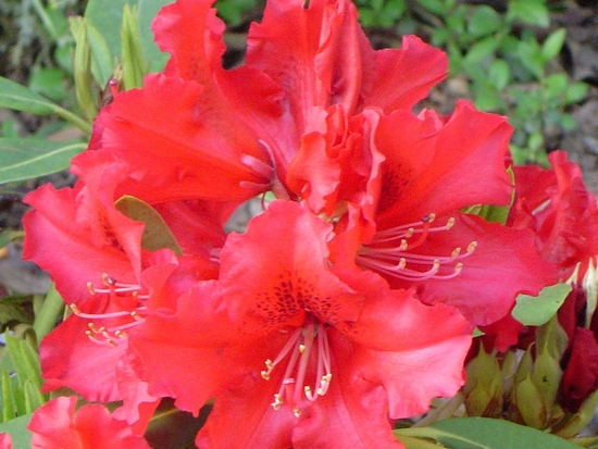 Rhododendron 'Windlesham scarlet'