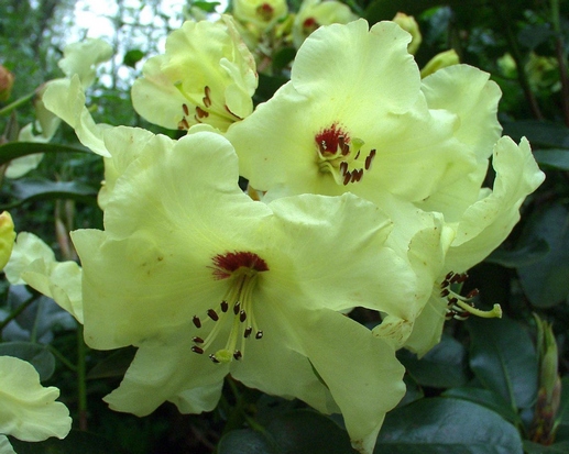 Rhododendron 'Goldika'
