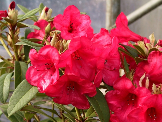 Rhododendron 'Elizabeth'