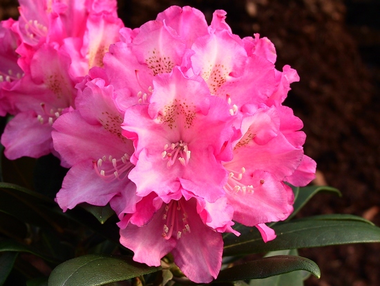 Rhododendron Yakushimanum 'Kalinka'